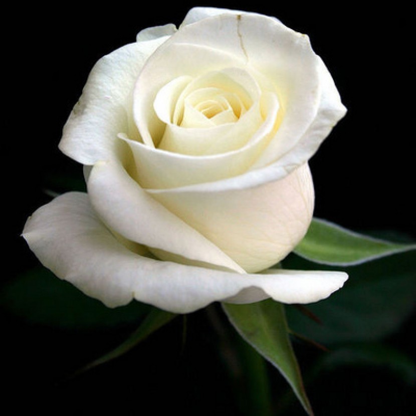 /pagegallery/2022012763.jpg